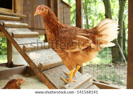 Backyard Chicken farming Royalty-Free Stock Photo #141568141