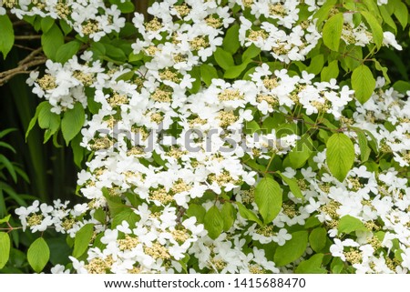 Flowering shrub Viburnum Plicatum Summer Snowflake