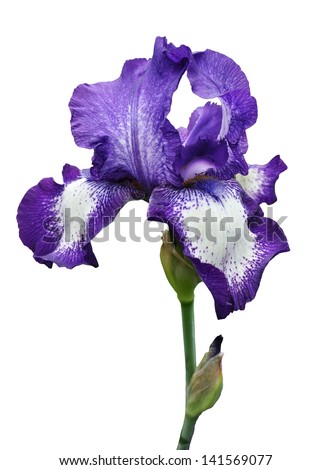 violet iris flower isolated on white background Royalty-Free Stock Photo #141569077