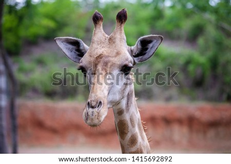 head shot giraffe in the zoo in Thailand and green leaf background
