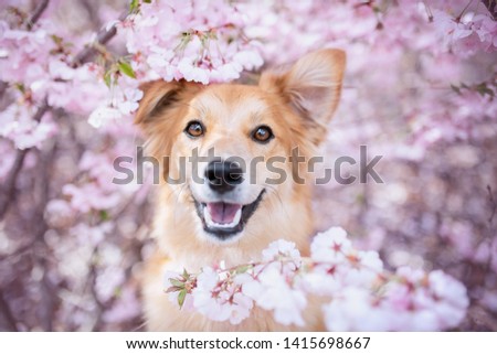 Happy dog smiling between pink flowers. Funny dog. Dog smile