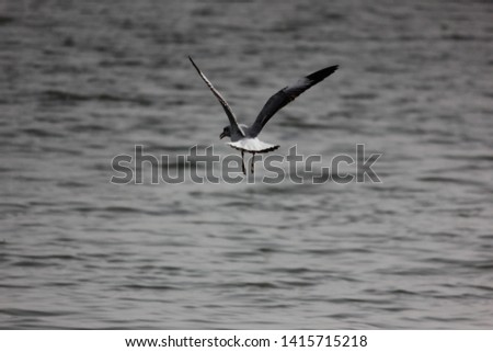 Beautiful bird, Brown headed Gull ,Seagull on flying and hunting profile.(Larus brunnicecephalus)