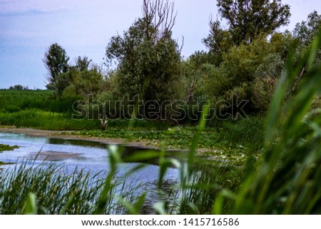 On the bank of a quiet winding river covered with blooming water lilies. The bank of the river is framed by reeds and trees. The blue sky is covered with cirrus and cumulus clouds.