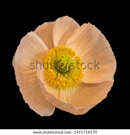 orange green Iceland poppy blossom texture,black background,floral fine art still life detailed color macro of a single isolated bloom
