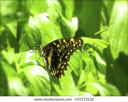                                Butterfly