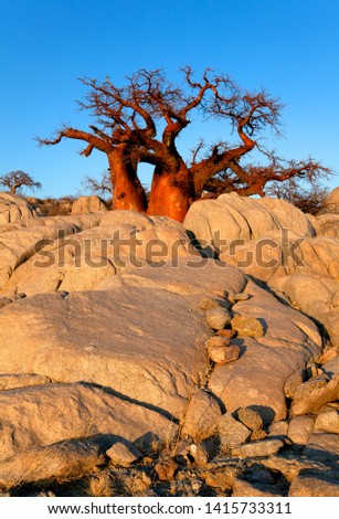Baobabs (Adansnia digitata), Kubu isalnd, in the south west of Sowa Pan, Makgadikgadi pans, Botswana, Africa.