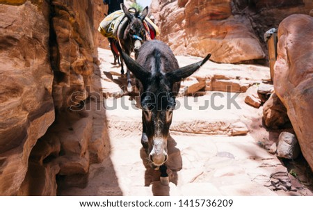 Tamed donkey highland desert rocky farming animal portrait on a leash near sand stone rock place. A donkeys inside caves dug into a rock formation in Petra.