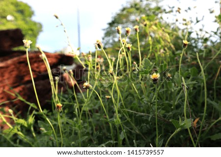 the grass and flowers in the morning.