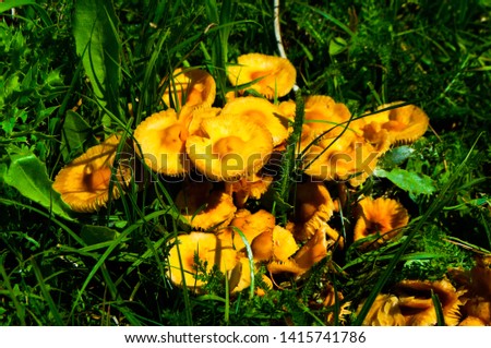 Orange mushrooms grew among the worms.