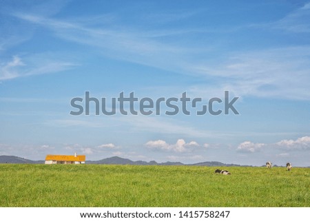 Green pasture field with dairy cows. And typical cottage of the south of portugal. House Alentejo.