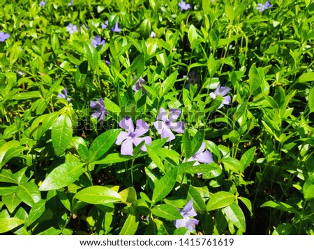 beautiful blue flowers phlox splayed in the garden.Thousands of small pink flowers. Phlox subulata: purple flowers, moss phlox, moss pink, or mountain phlox is a species of flowering plant