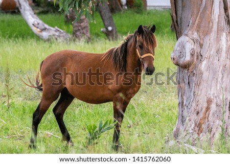 Brown horse free in summer meadow.