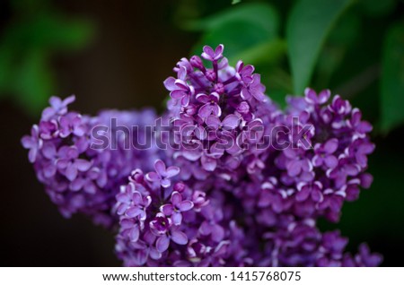 white and purple lilac, spring