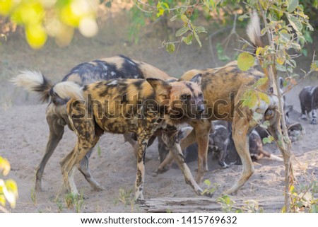 african wild dogs/ painted dogs in okavango delta in botswana