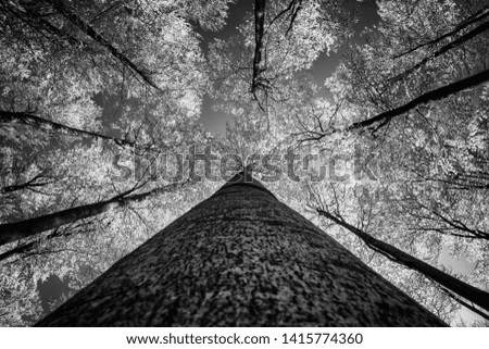 View of into the crown of spring beech trees