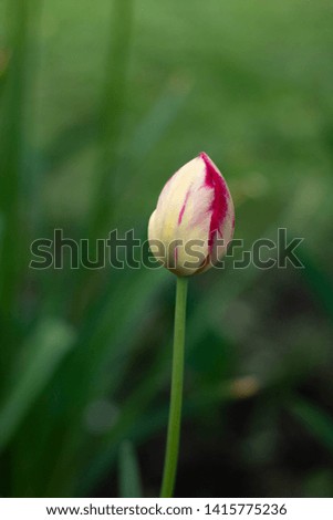 
yellow-red tulip flower on a green background
