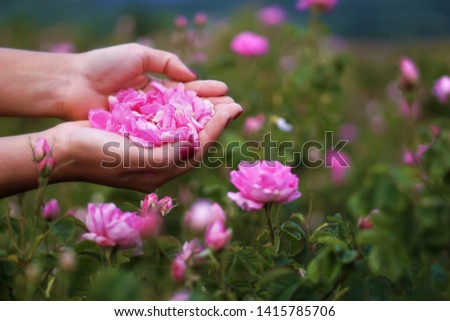 Beautiful Bulgarian Damask Roses in the Valley of Roses in Bulgaria , petals holding in hands