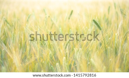 Barley rice field for wallpaper background