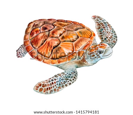 Sea turtle isolated on white background. Watercolor. Illustration.  Template. Close-up. Clip art. Hand drawn. Clip art.