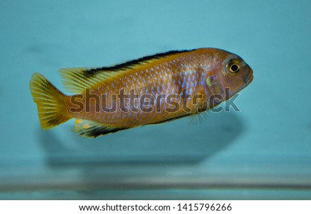 Pseudotropheus is a genus of fishes in the family Cichlidae. These mbuna cichlids are endemic to Lake Malawi in Eastern Africa