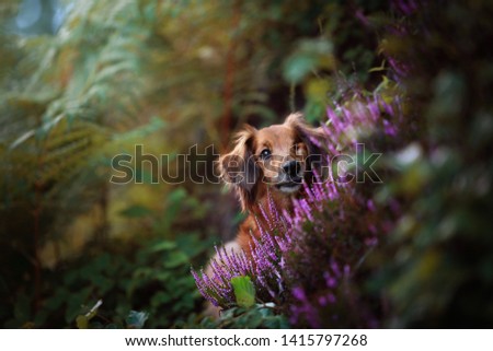 Small dog in purple flowers. Impressive dog portrait. Dog in nature. Dachshund