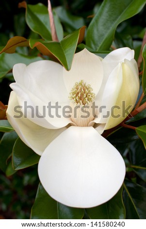 A blossom from a magnolia tree, still on the branch