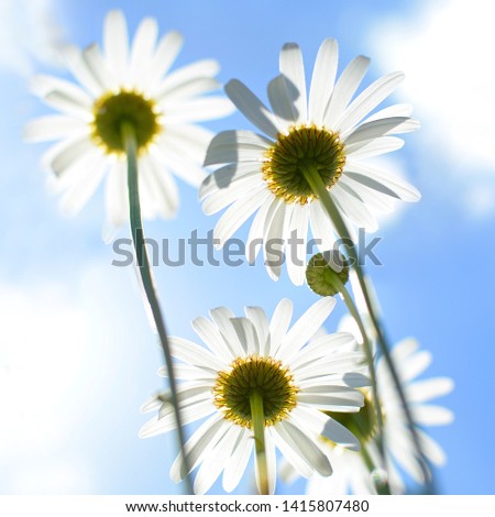 Daisy flowers on blue sky background, bottom view.