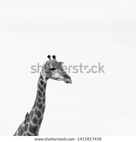 Head and neck of giraffe, photographed in monochrome at Kruger National Park in South Africa.