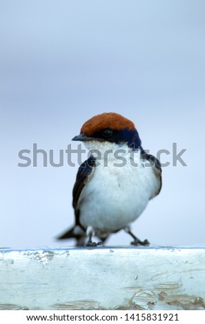 Wiretailed swallow (Hirundo smithii), Chobe river, Chobe National Park, Botswana.