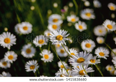 Chamomile in the field. A beautiful nature with blooming Chamomile. Spring floral landscape. Summer daisy.