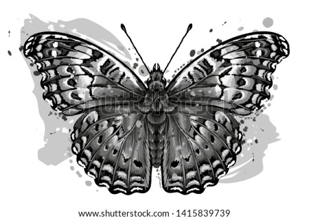 Tropical butterfly. Monochrome, hand-drawn, graphic image of a butterfly on a white background in watercolor style.