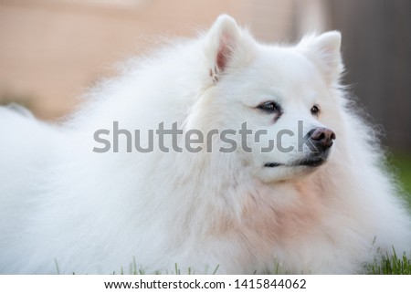 A portrait of an American Eskimo dog. These dogs are a member of the Spitz family, originating in Germany.