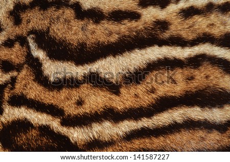 stripes of ocelot fur Royalty-Free Stock Photo #141587227
