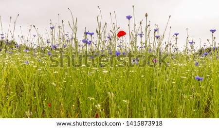 Scenic view of the wild flowers