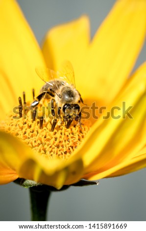 Honeybee pollinates a yellow flower of heliopsis. Closeup. Pollinations of concept.