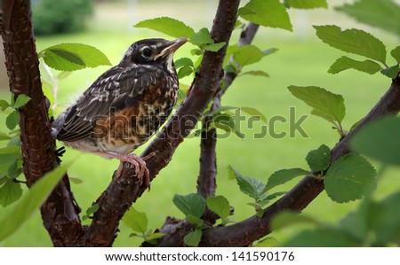 Bird resting on a tree