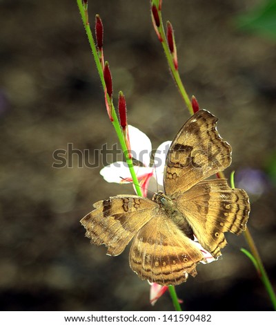 Beautiful Butterfly resting on flower