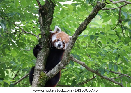 Cute and expressive red panda climbing a tree. 