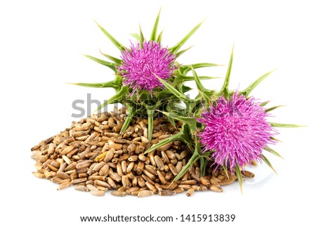 Seeds of a milk thistle with flowers (Silybum marianum, Scotch Thistle, Marian thistle ) Close-up on white background. Royalty-Free Stock Photo #1415913839