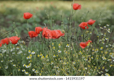 Poppy field of red poppies with daisies
