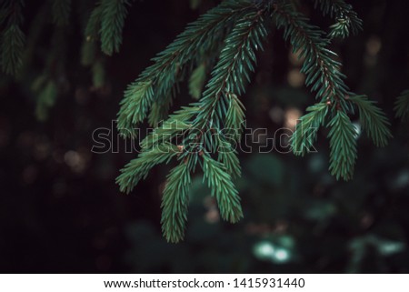 Colorful Dark Green Spruce Branch with Dark Background