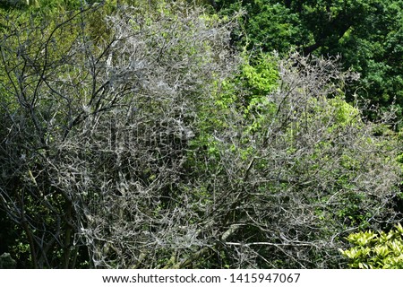 Tree branches covered with Caterpillar webs. Tent caterpillars or moth larvae, belonging to the genus Malacosoma in the family Lasiocampidae.
