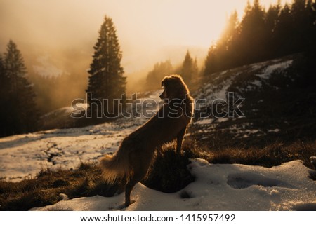 Dog in winter at sunset in the mountains. Dogs that hike. Hiking with dogs. Adventure dogs. Silhouette