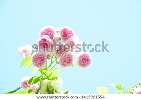 Pink roses with sky on spring in Tokyo