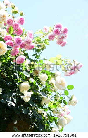 Pink roses with sky on spring in Tokyo