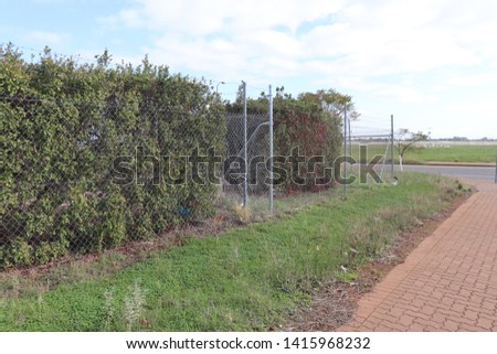 hedge border at an abandoned building area