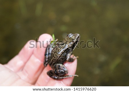 Picture of a small frog sitting on his hand.