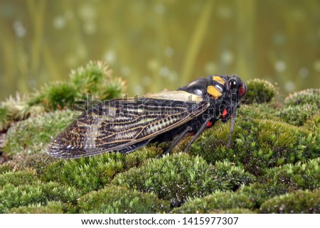 Cicada : Blue butterfly-wings cicada (Distantalna splendida) is a cicada species from southeast Asia (Thailand, Myanmar and India) Butterfly cicadas with broad multicolor wings.