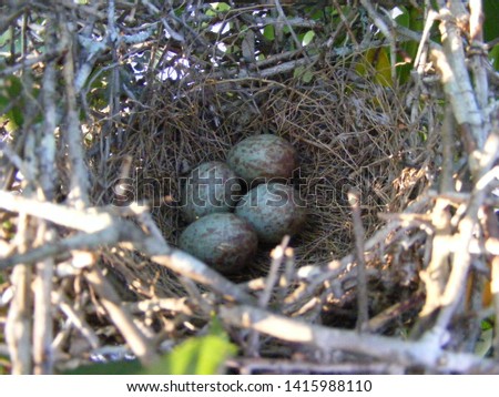 Mockingbird nest found in the blueberry bush.