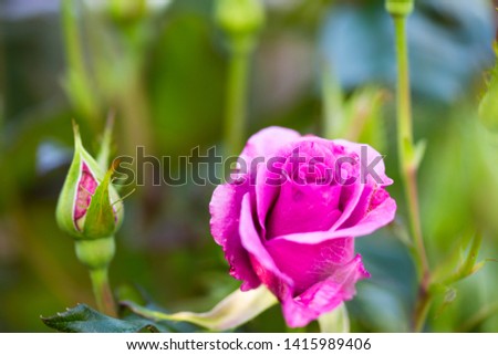 Beautifully blooming colorful rose flowers